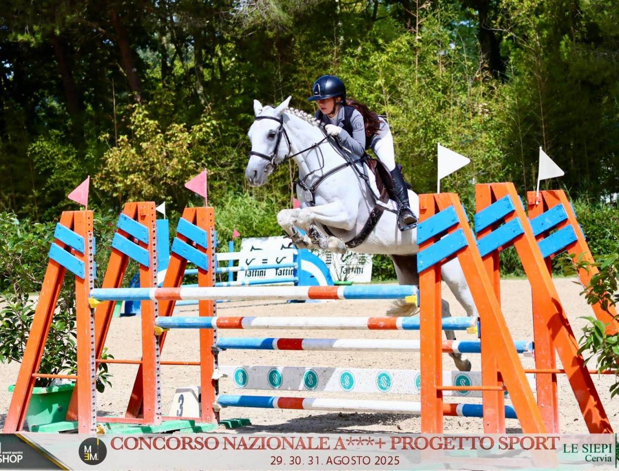 Pony Connemara - femmina 7 anni 