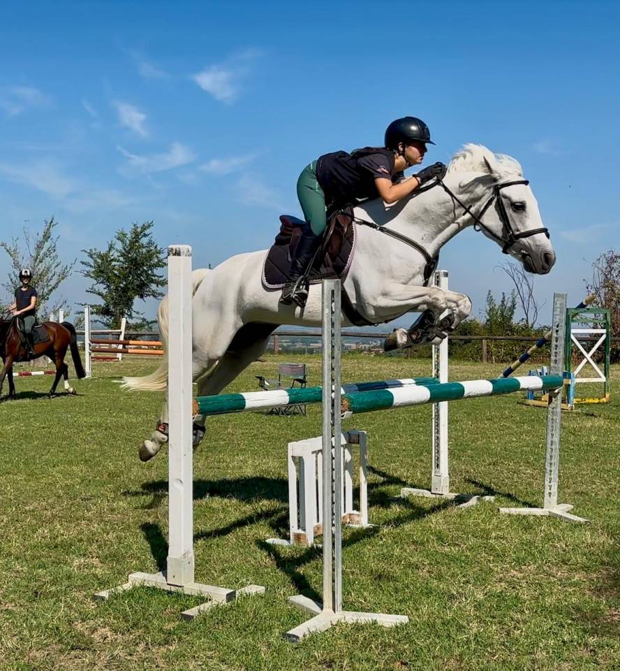 Pony Connemara - femmina 7 anni 