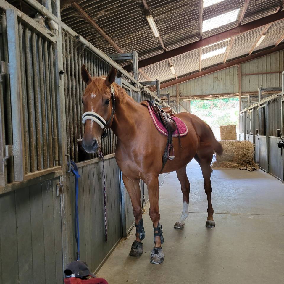 Castrone Sella Francese In vendita 2018 Sauro ,  NEWTON DE KREISKER