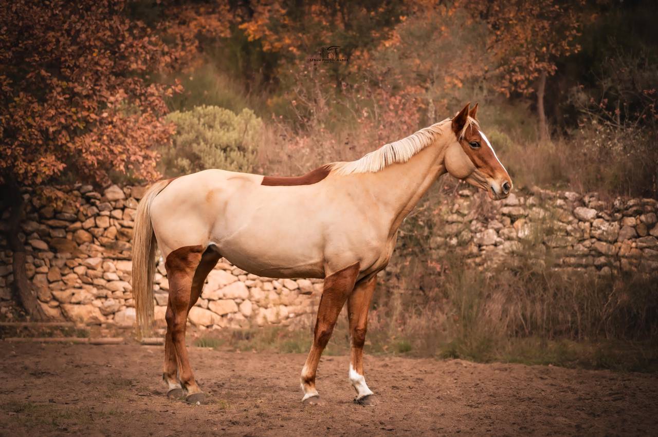 Cavalla Sella Francese In vendita 2020 Sauro