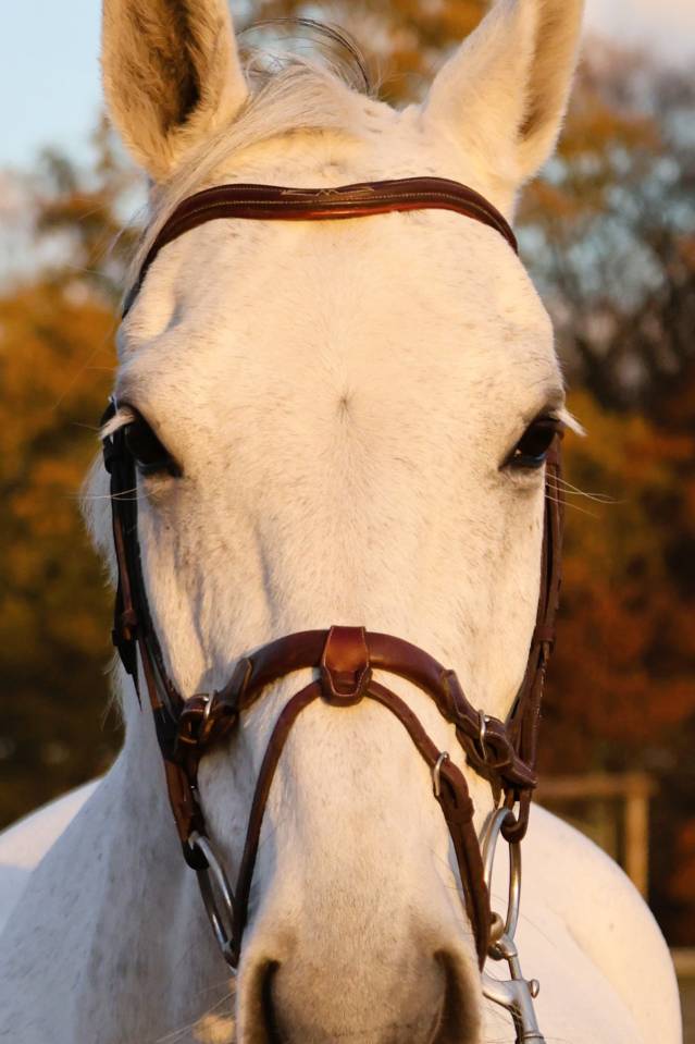 Castrone Origine non conosciuta  In vendita 2016 Grigio ,  Continuum