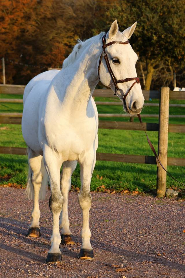 Castrone Origine non conosciuta  In vendita 2016 Grigio ,  Continuum
