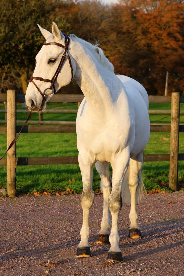 Castrone Origine non conosciuta  In vendita 2016 Grigio ,  Continuum