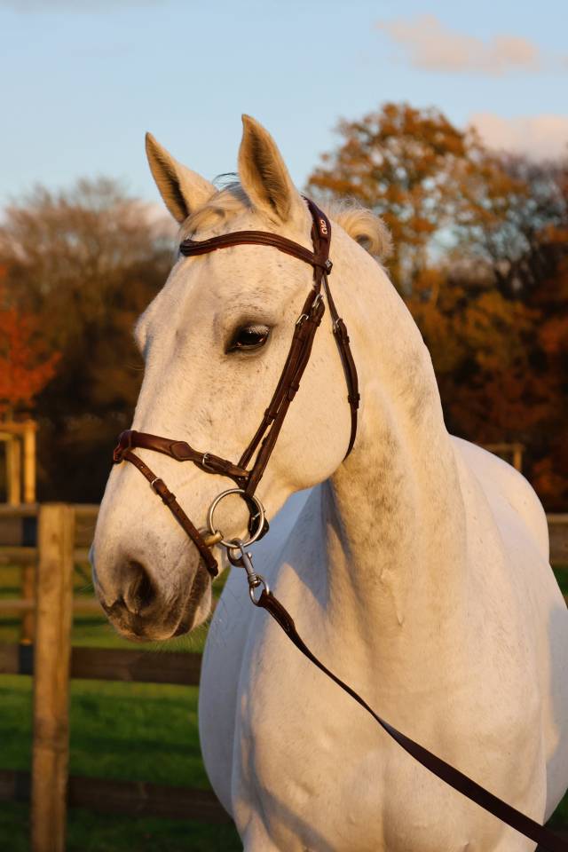 Castrone Origine non conosciuta  In vendita 2016 Grigio ,  Continuum