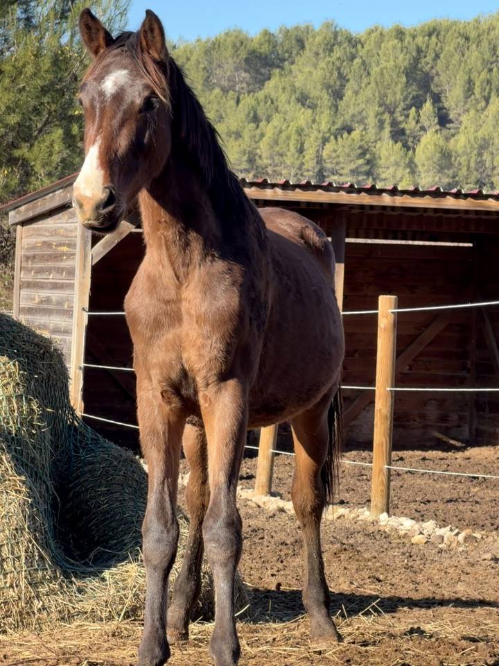 Puledro Zangersheide In vendita 2024 Baio ,  Dominator Z