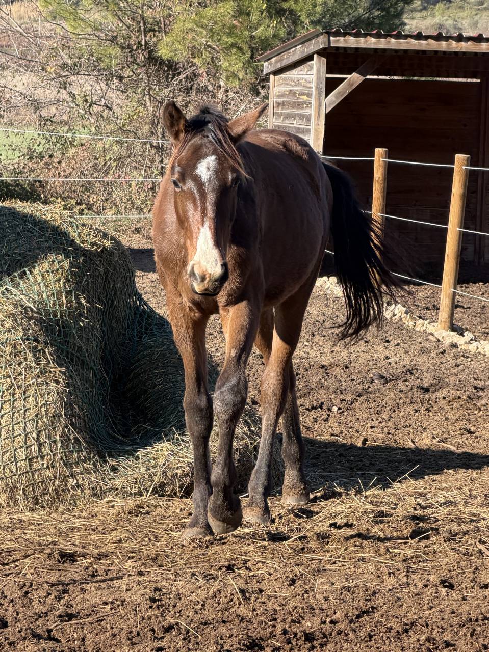 Puledro Zangersheide In vendita 2024 Baio ,  Dominator Z