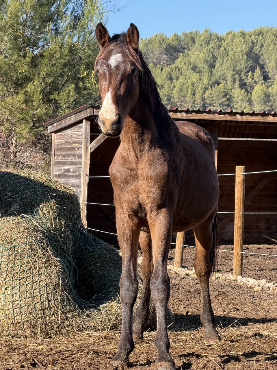 Puledro Zangersheide In vendita 2024 Baio ,  Dominator Z