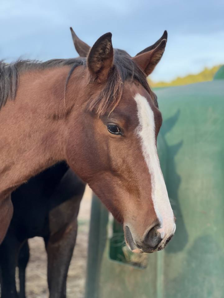 Puledra Zangersheide In vendita 2024 Baio ,  HEARTBREAKER