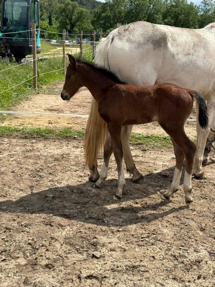 Puledra Zangersheide In vendita 2024 Baio ,  HEARTBREAKER