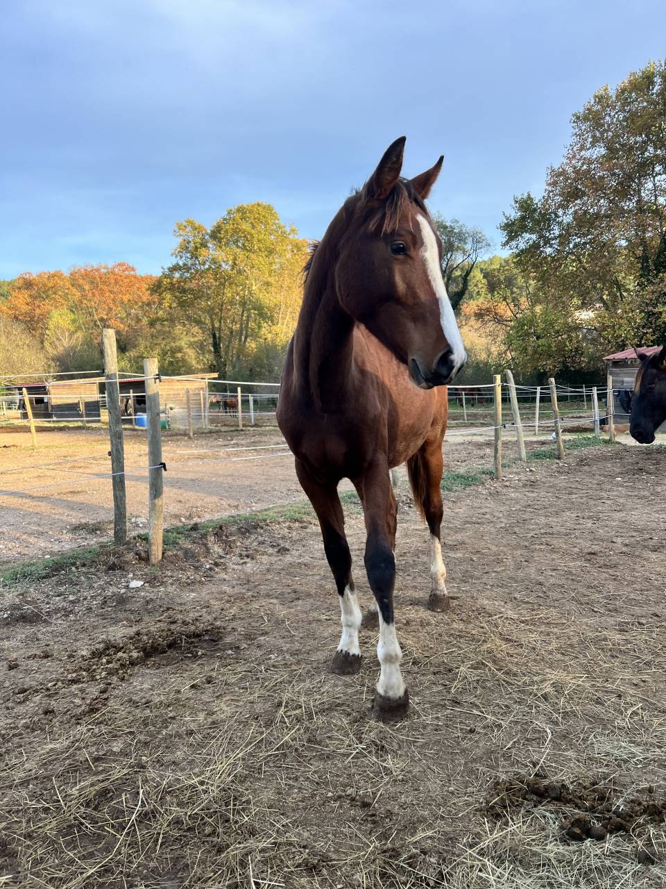 Puledra Zangersheide In vendita 2024 Baio ,  HEARTBREAKER