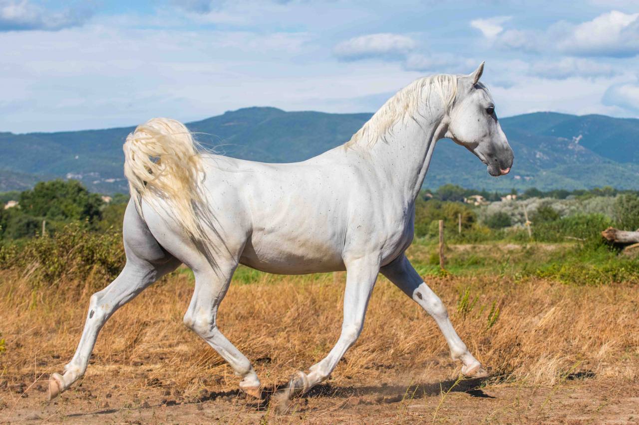 Castrone Lipizzan In vendita 2014 Bianco