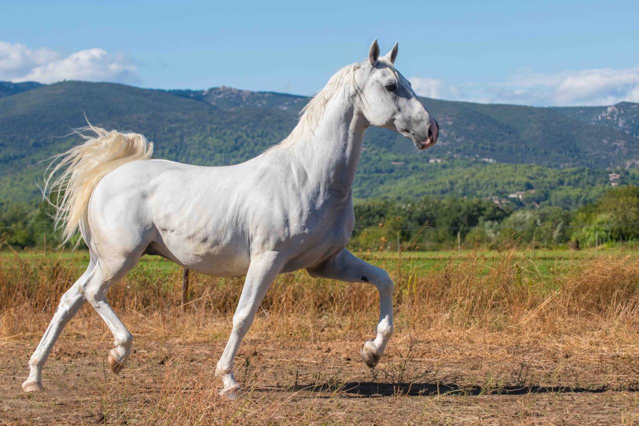 Castrone Lipizzan In vendita 2014 Bianco