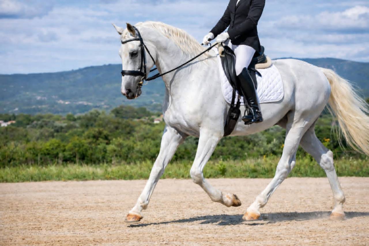 Castrone Lipizzan In vendita 2014 Bianco