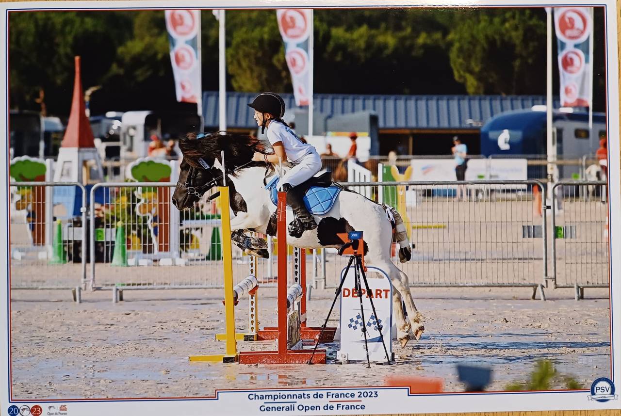 Castrone Shetland In vendita 2025 Pezzato