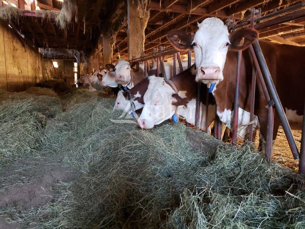 Azienda agricola In vendita Jura