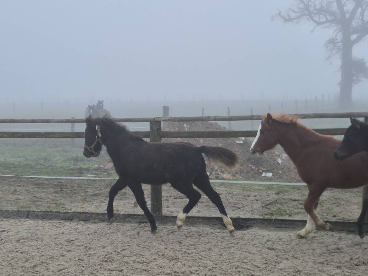 Castrone Welsh Poney (Sezione B) In vendita 2025 Grigio