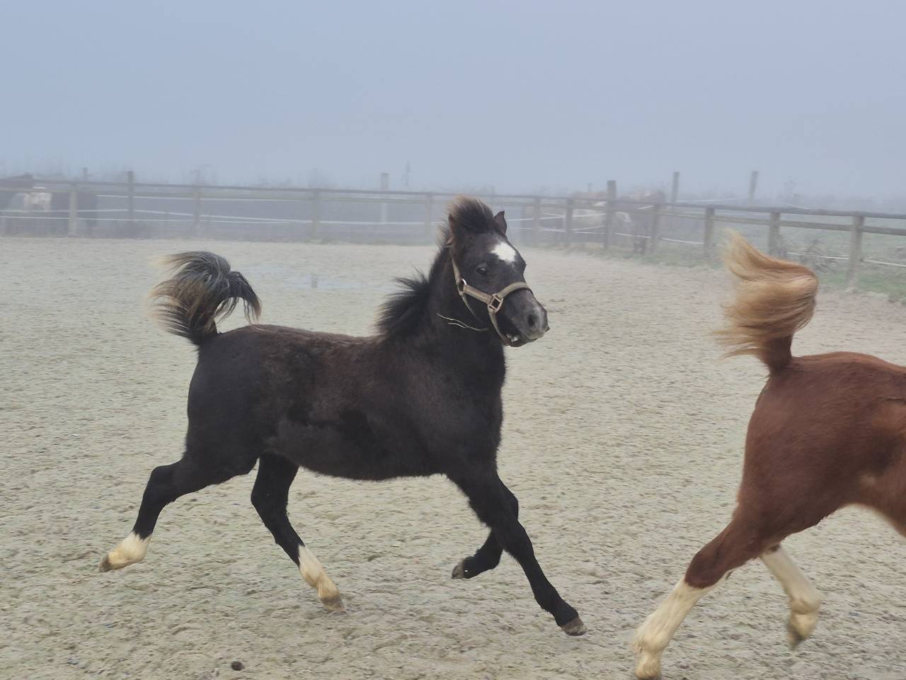 Castrone Welsh Poney (Sezione B) In vendita 2025 Grigio