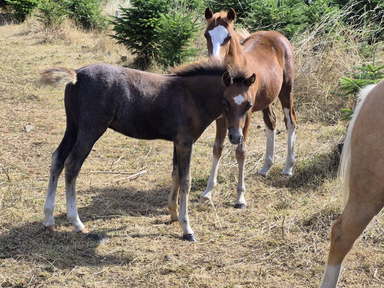 Castrone Welsh Poney (Sezione B) In vendita 2025 Grigio