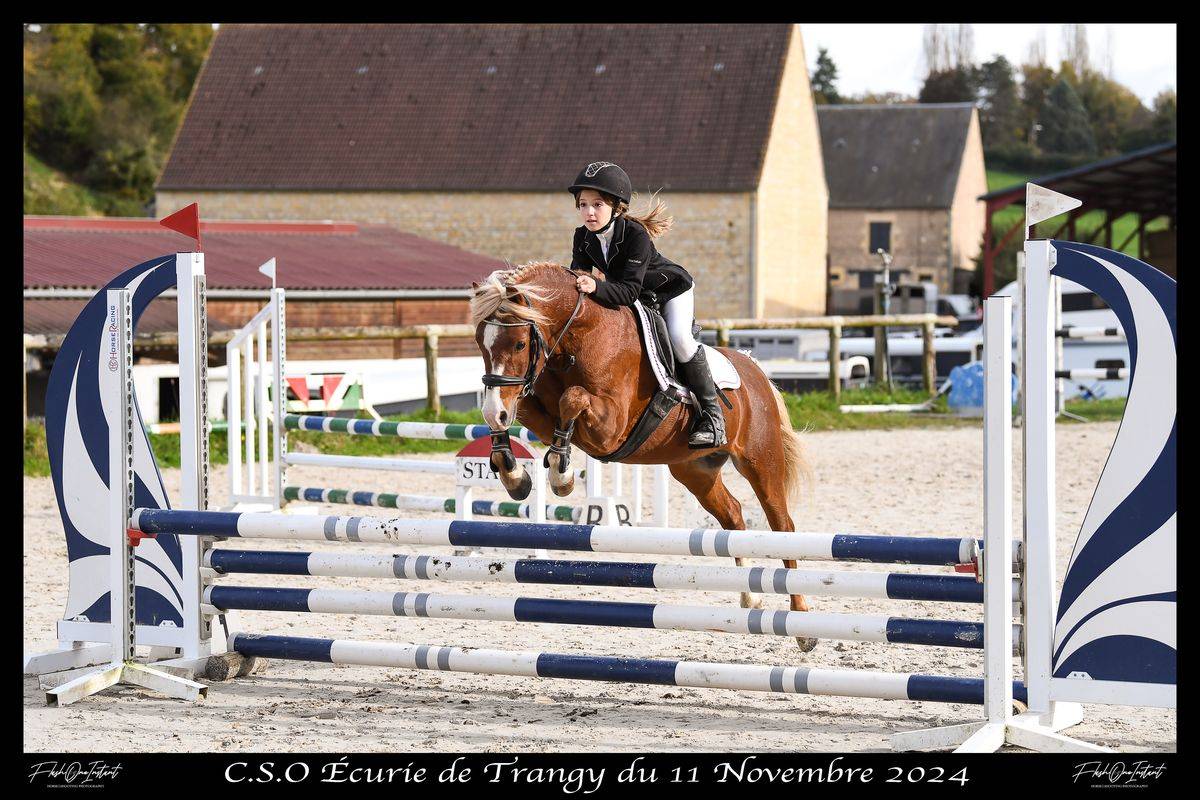 Castrone Welsh Poney (Sezione B) In vendita 2025 Grigio