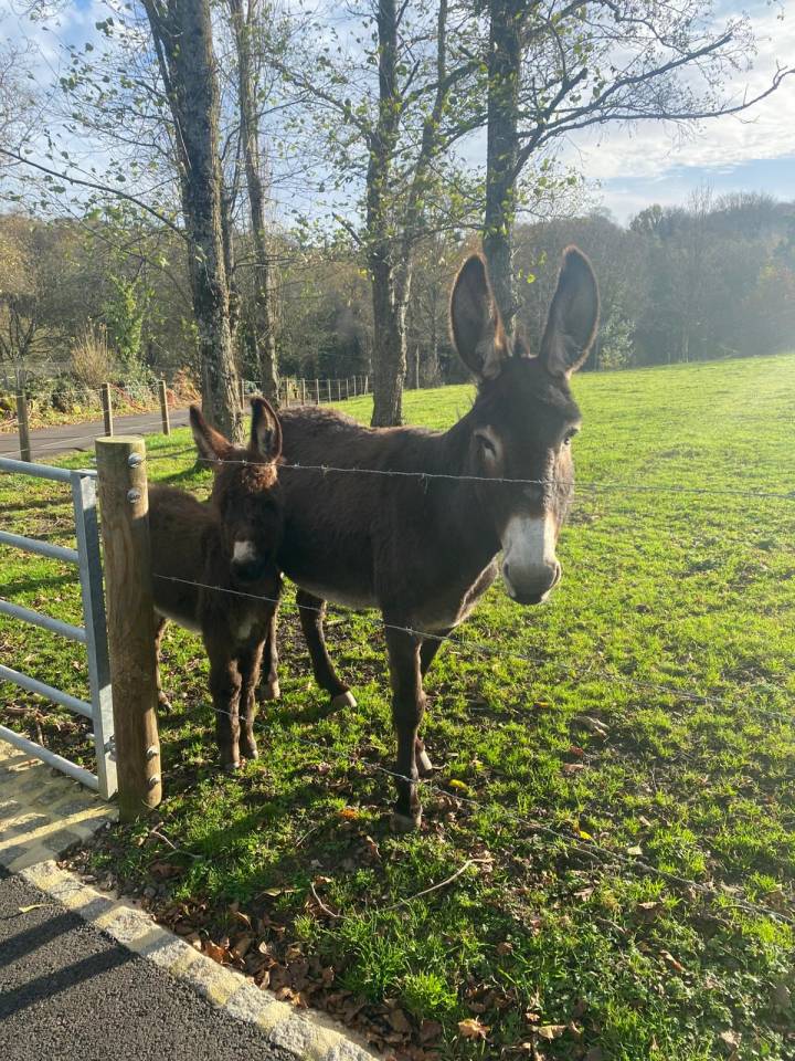 Asno Normand In vendita 2025 Baio