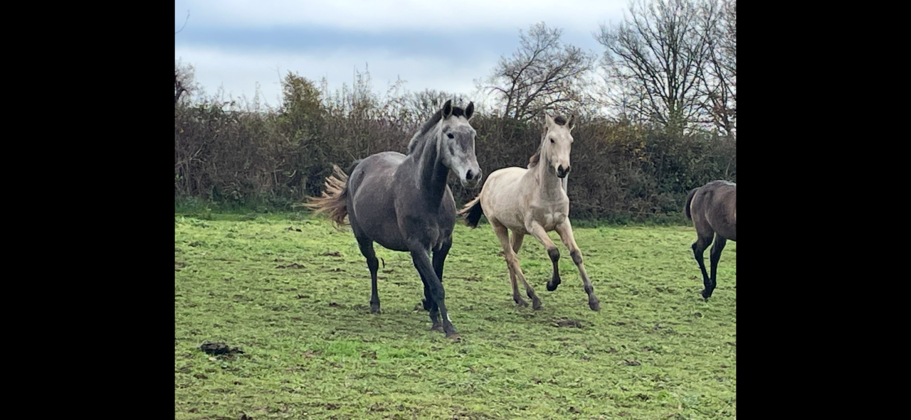 Puledro Lusitano In vendita 2025 Isabella ,  MAGISTRAL DE LA COMBE