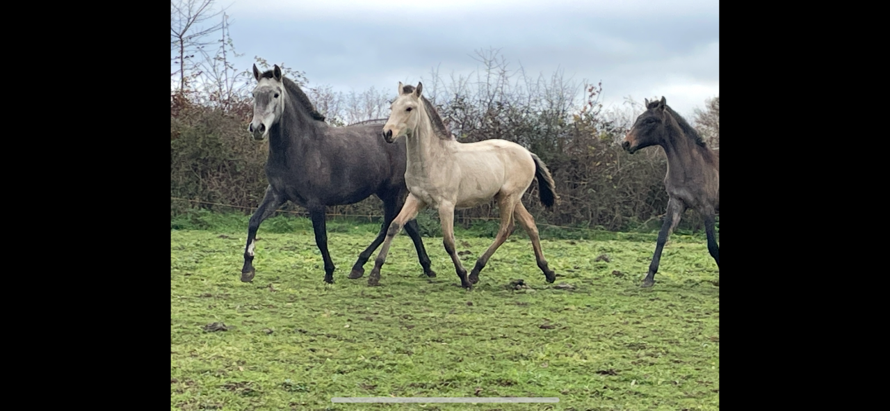 Puledro Lusitano In vendita 2025 Isabella ,  MAGISTRAL DE LA COMBE