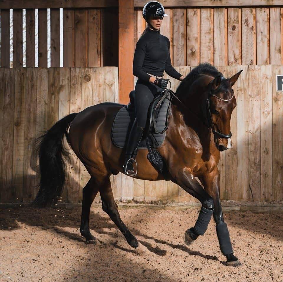 Castrone Lusitano In vendita 2013 Baio