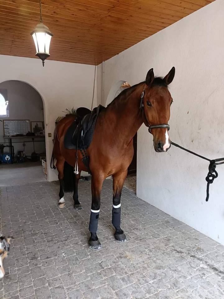 Castrone Lusitano In vendita 2013 Baio