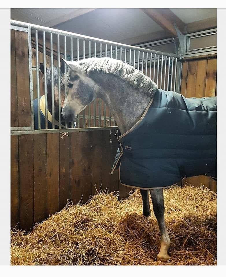 Stallone PRE Andaluso In vendita 2016 Grigio