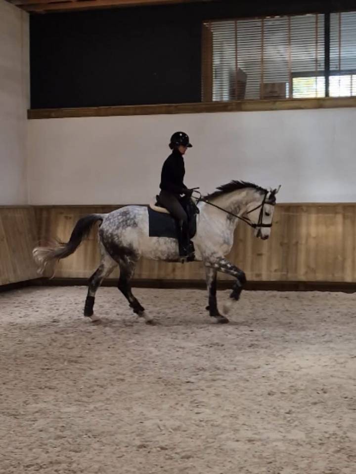 Castrone Oldenburger In vendita 2017 Grigio