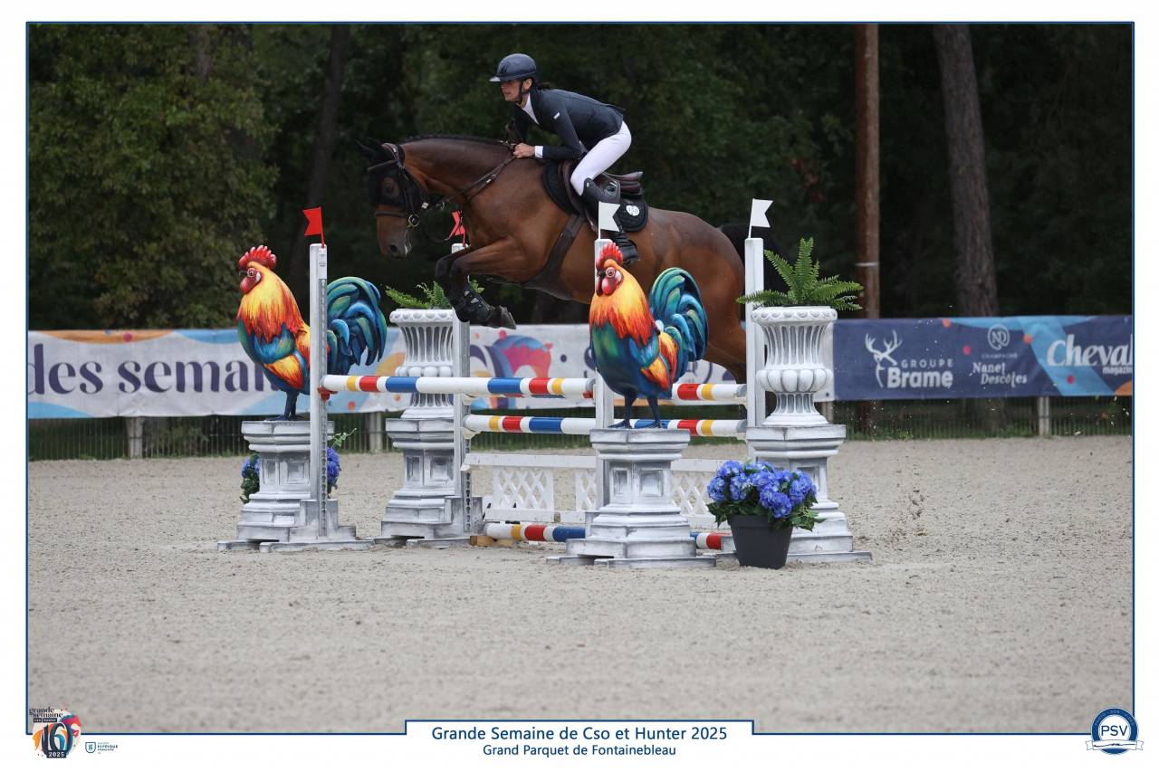 Castrone Sella Francese In vendita 2019 Baio ,  Javollo