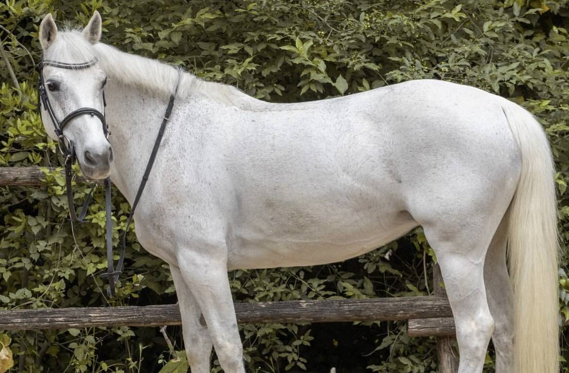 Pony connemara salti ostacoli