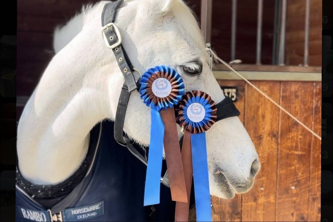 Pony connemara salti ostacoli