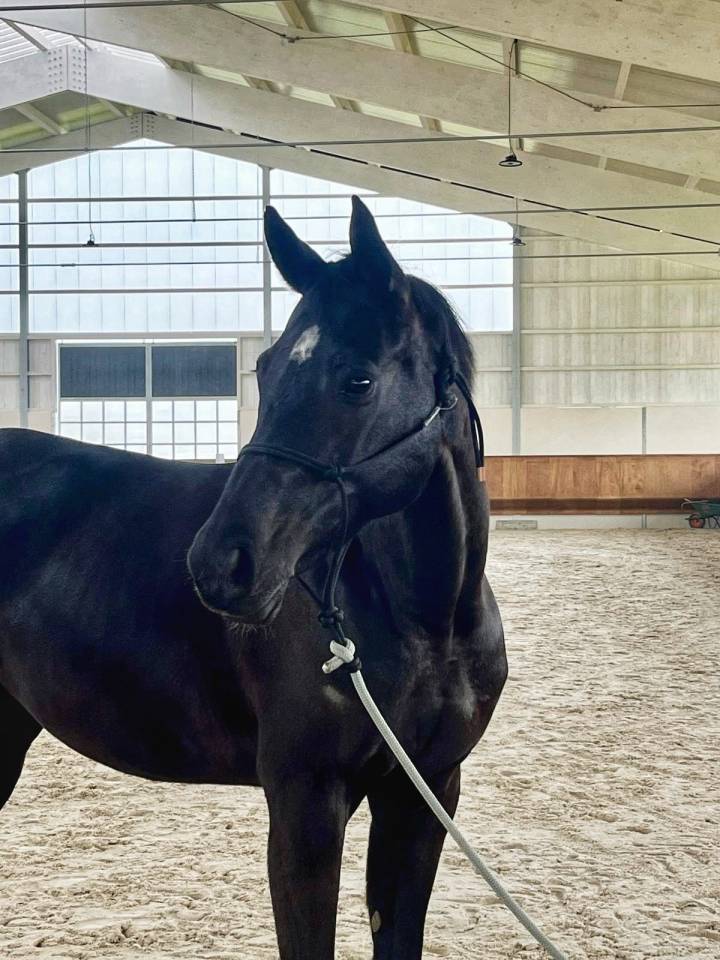 Cavalla Sella Francese In vendita 2016 Nero ,  United sunheup