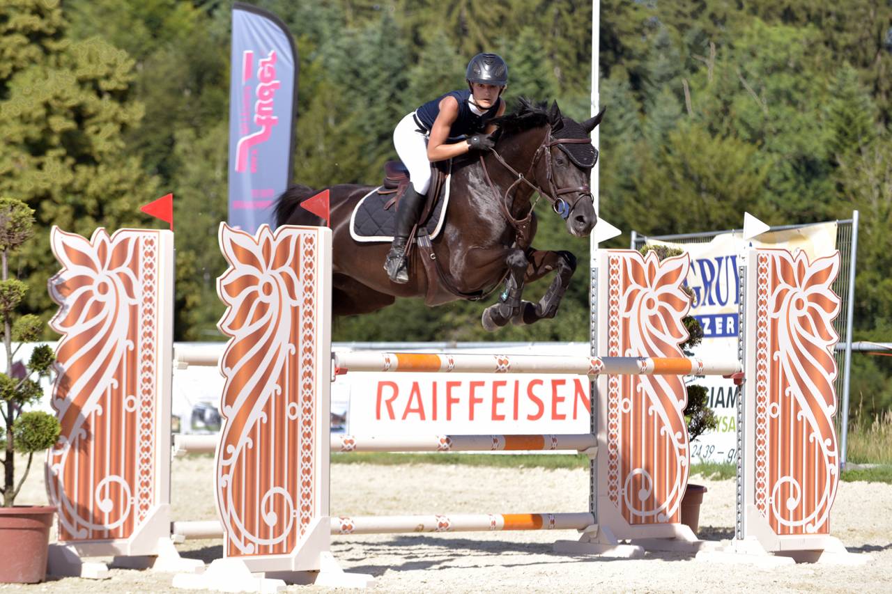 Cavalla Sella Francese In vendita 2016 Nero ,  United sunheup