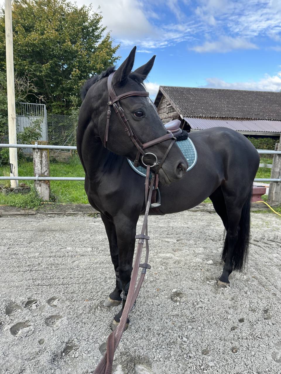 Cavalla Sella Francese In vendita 2016 Nero ,  United sunheup