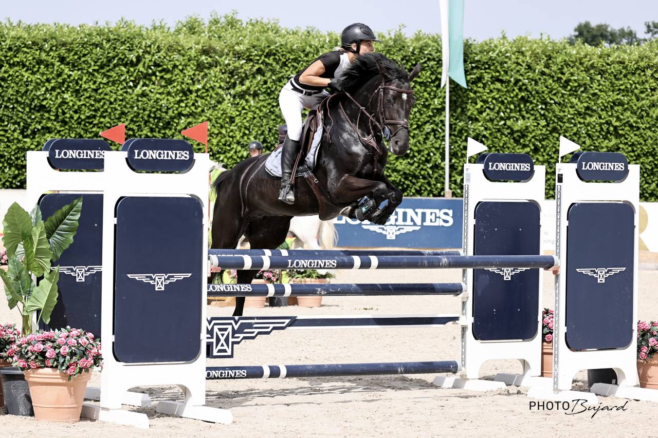 Cavalla Sella Francese In vendita 2016 Nero ,  United sunheup