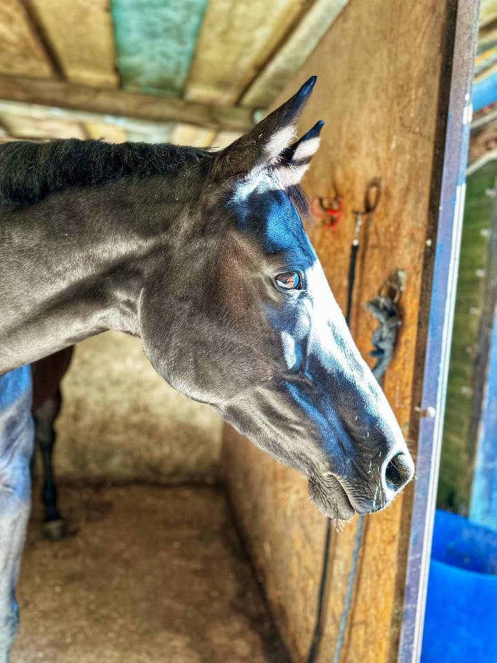 Cavalla Sella Francese In vendita 2016 Nero ,  United sunheup