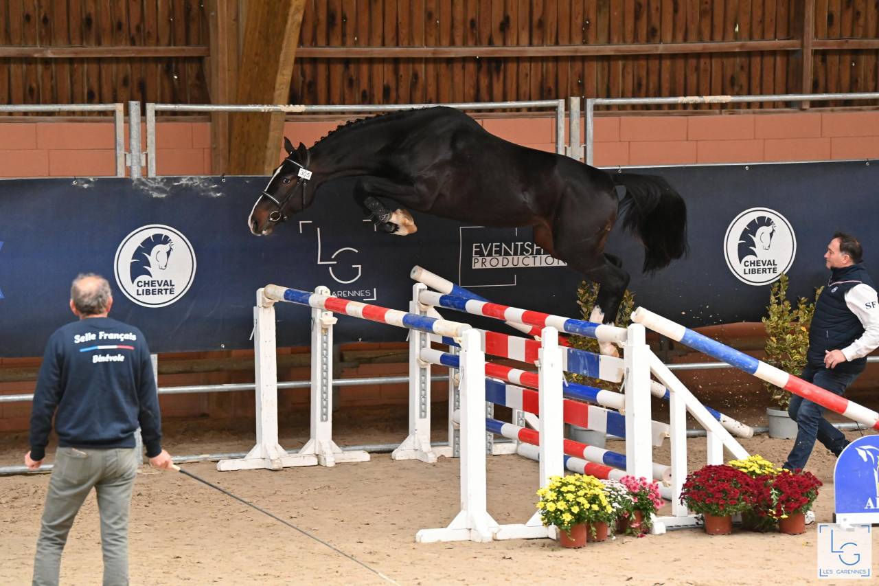 MURDOCK DE L'OZANCE - Sella Francese 2022 ,  CARTIER VD HEFFINCK