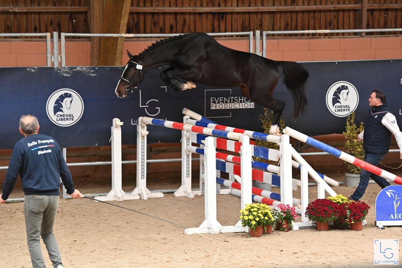 MURDOCK DE L'OZANCE - Sella Francese 2022 ,  CARTIER VD HEFFINCK