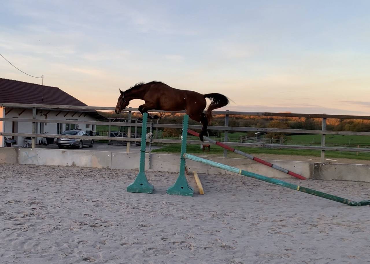 Cavalla Origine non conosciuta  In vendita 2022 Baio