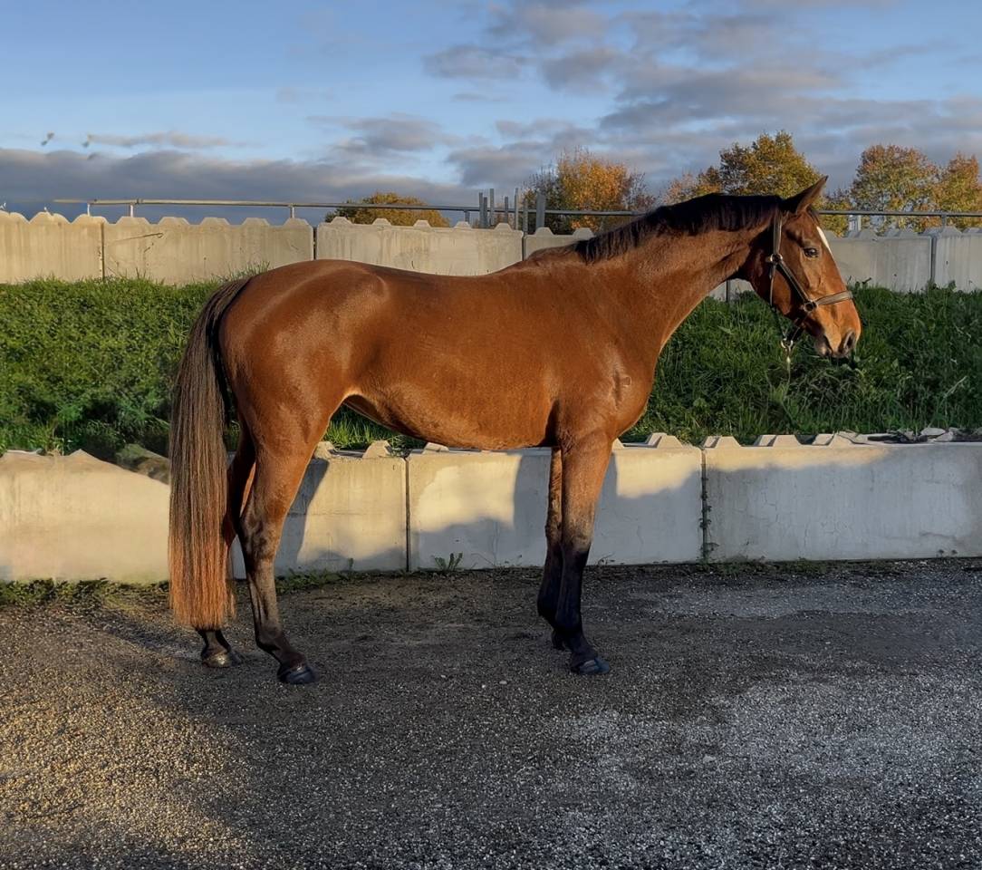 Cavalla Origine non conosciuta  In vendita 2022 Baio