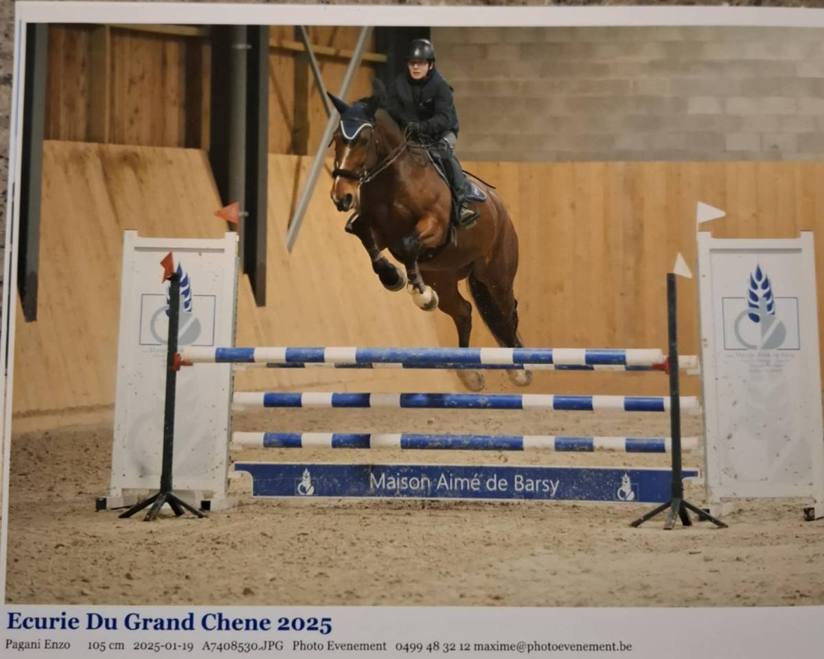 Castrone BWP Cavallo da Sangue Belgio In vendita 2011 Baio