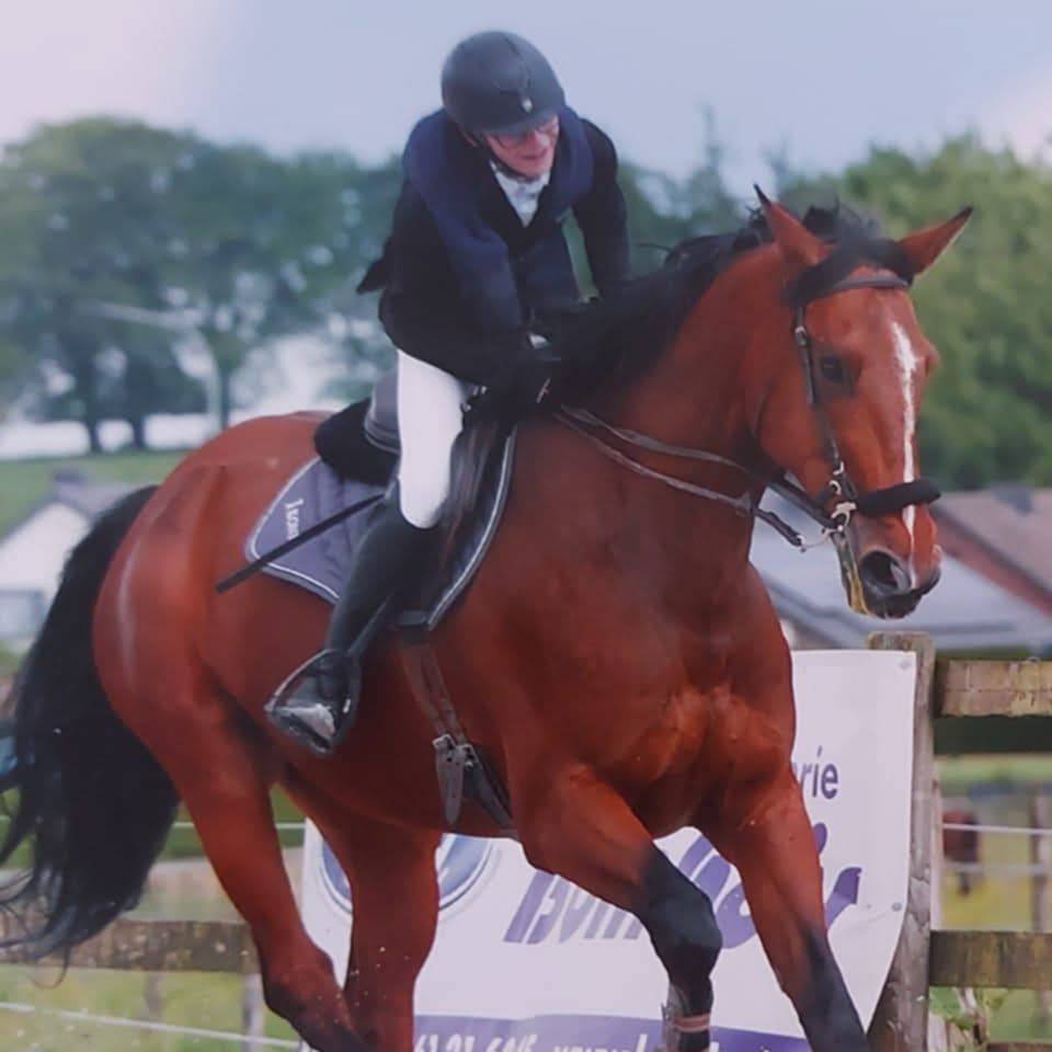 Castrone BWP Cavallo da Sangue Belgio In vendita 2011 Baio