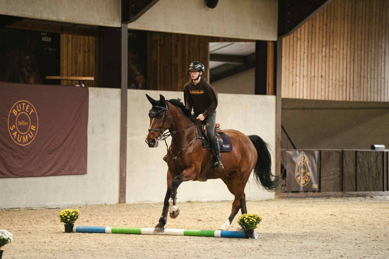 Castrone BWP Cavallo da Sangue Belgio In vendita 2011 Baio