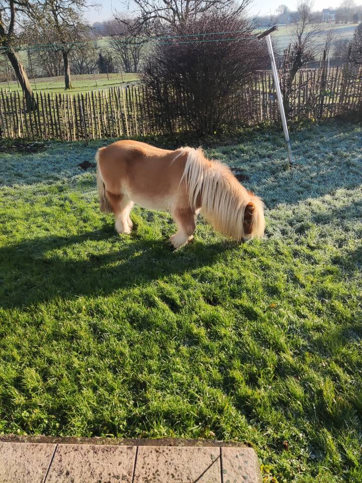 Cavalla Pony da Sella Belgio Da affidare 1999 Caffe latte