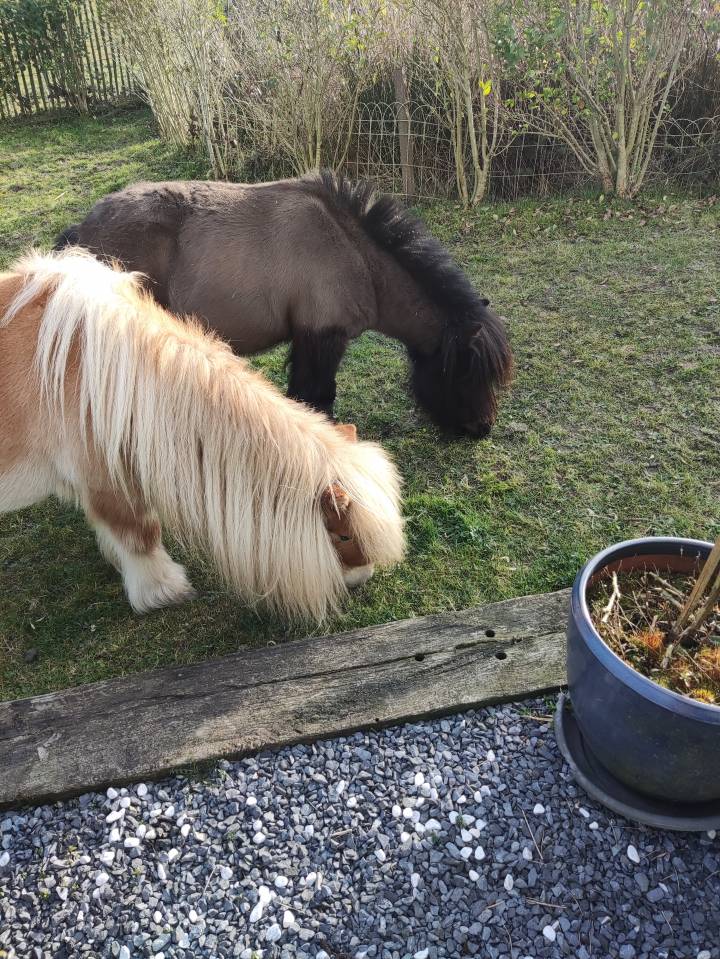 Cavalla Pony da Sella Belgio Da affidare 1999 Caffe latte