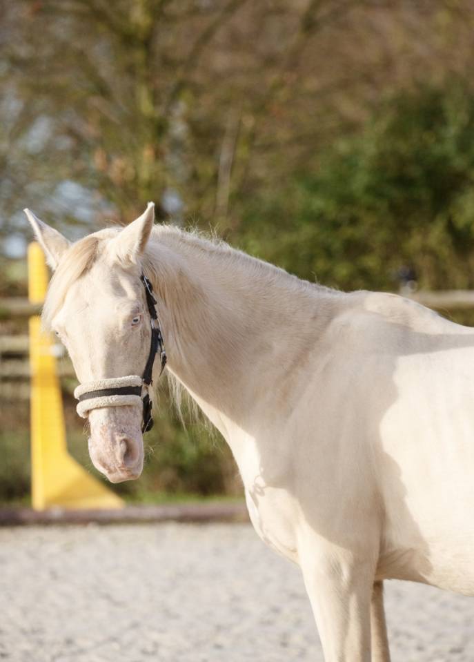 Cavalla Origine Non Constatata In vendita 2017 Perlino