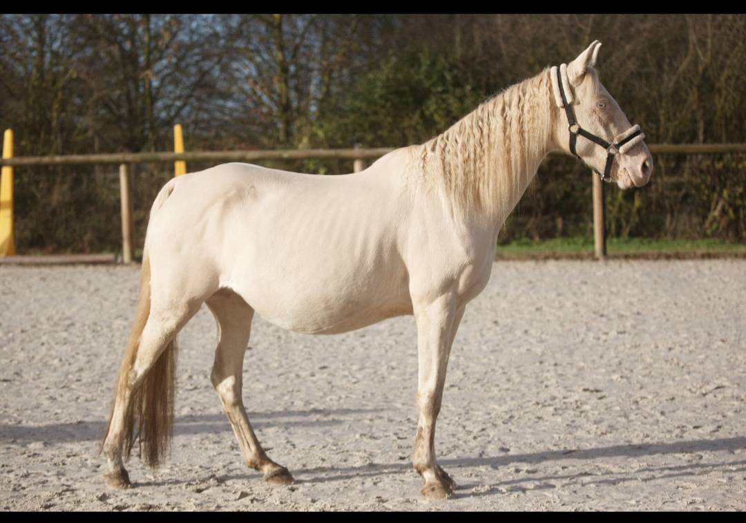 Cavalla Origine Non Constatata In vendita 2017 Perlino