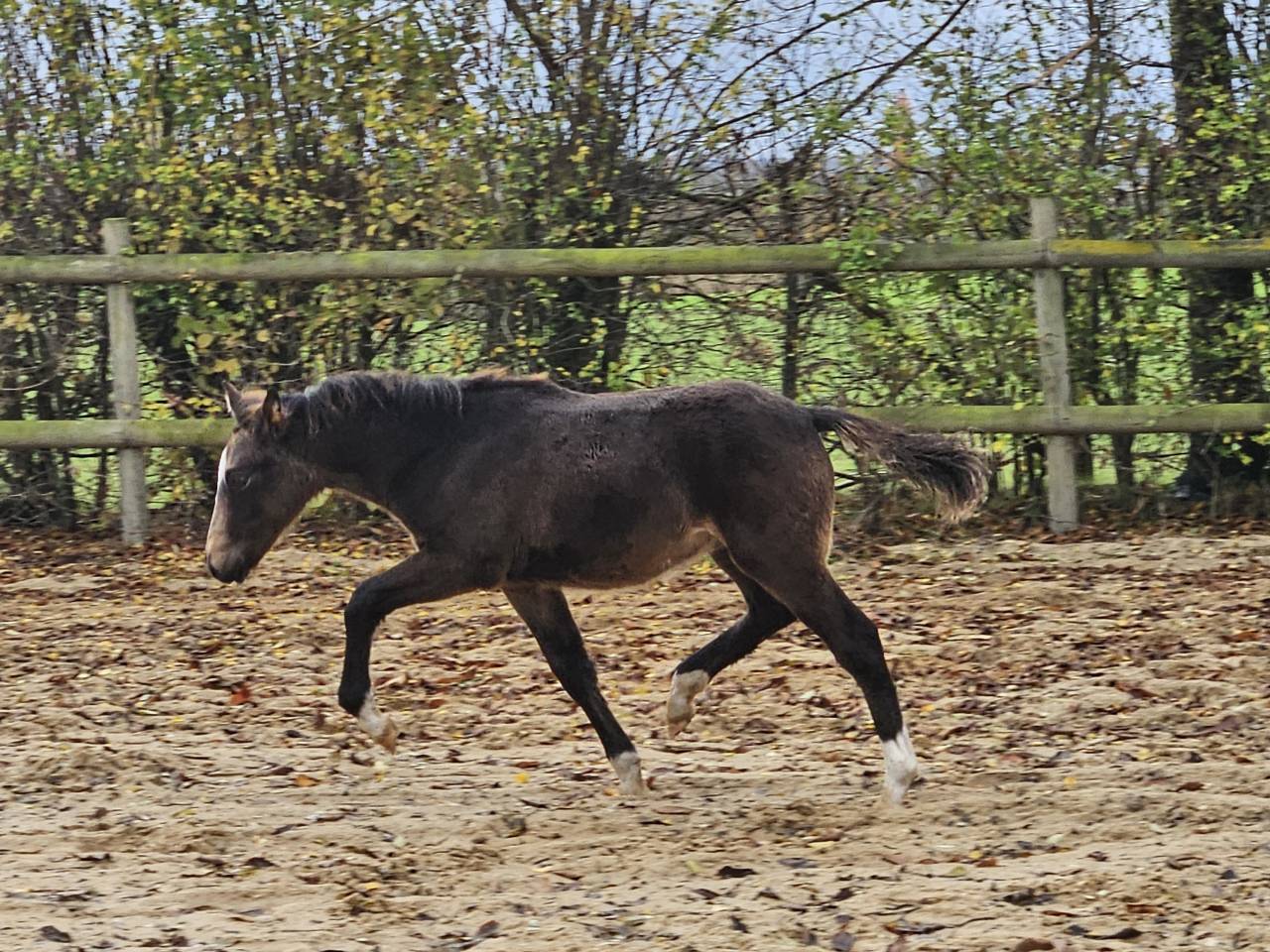 Cavalla Origine Non Constatata In vendita 2017 Perlino